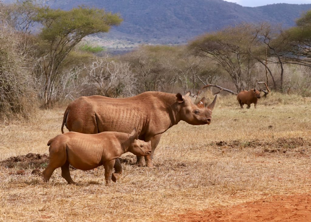 Rhino at Mkomanzi National Park