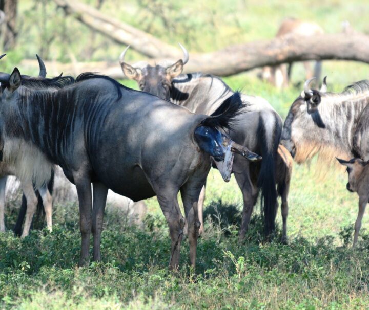Wildebeest Calving Season in 6 Days Ndutu Calving Season in Serengeti Migration Safari with Lake Eyasi