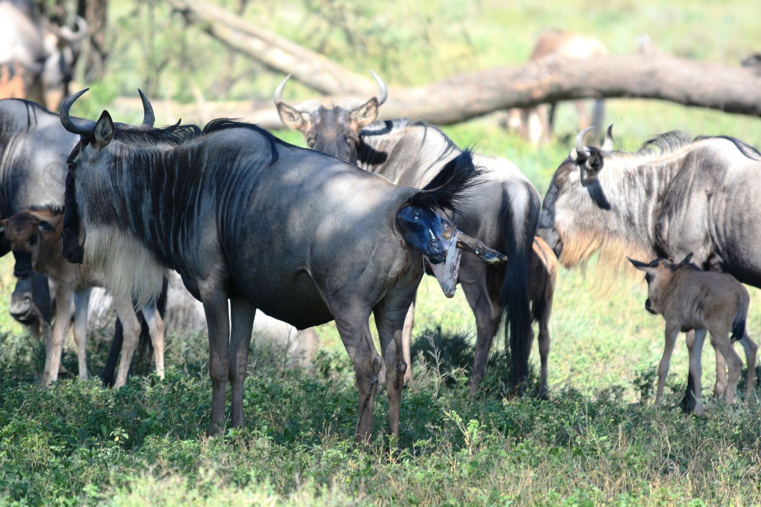 Wildebeest Calving Season in 6 Days Ndutu Calving Season in Serengeti Migration Safari with Lake Eyasi