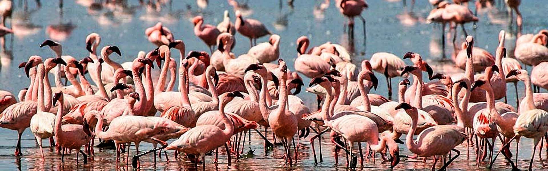 Birdwatching Safari In Tanzania