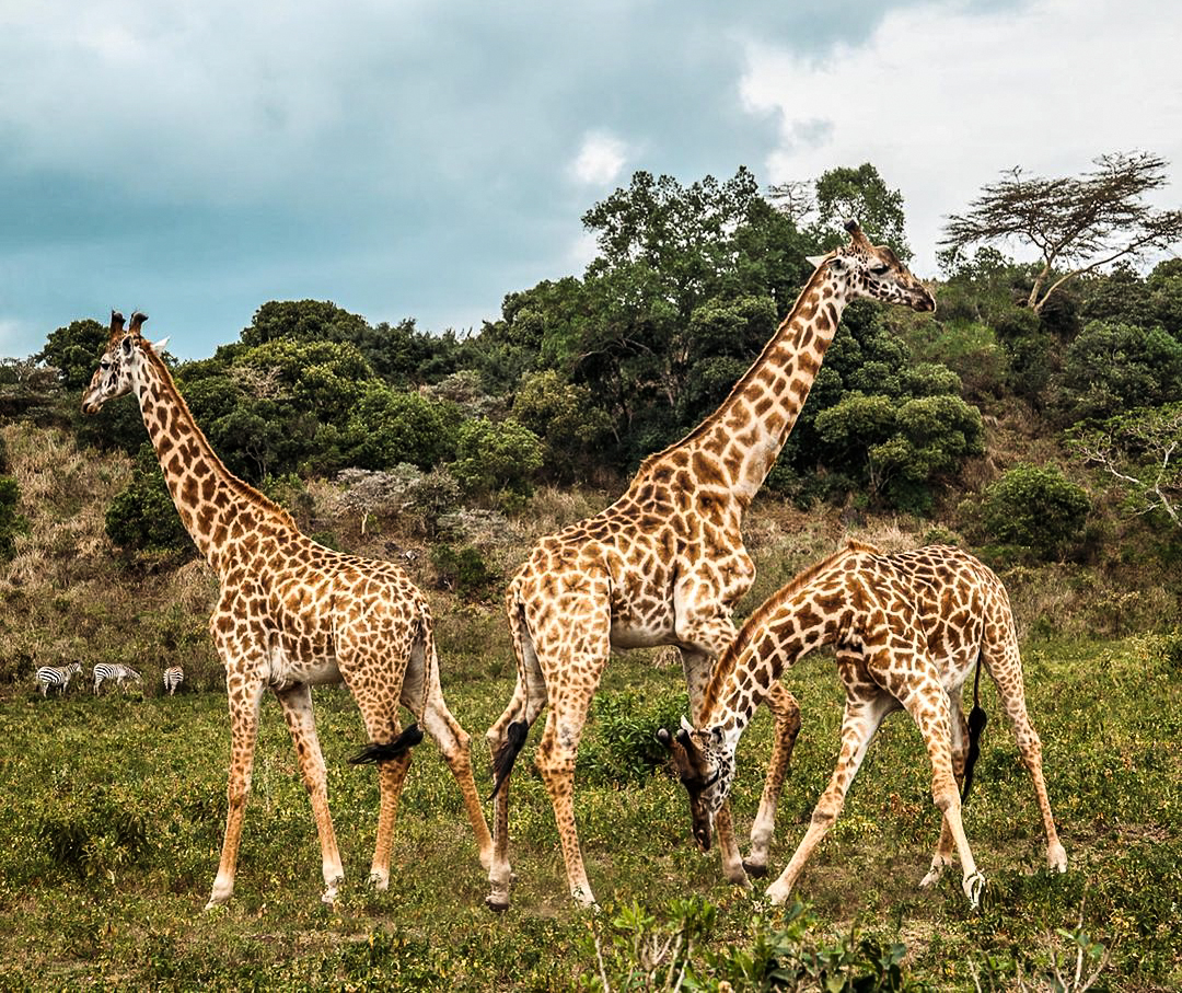 Girrafe in Arusha National Park Day Trip