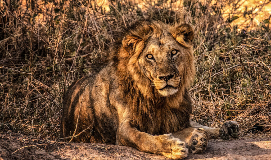 Male Lion in Serengeti Central Seronera