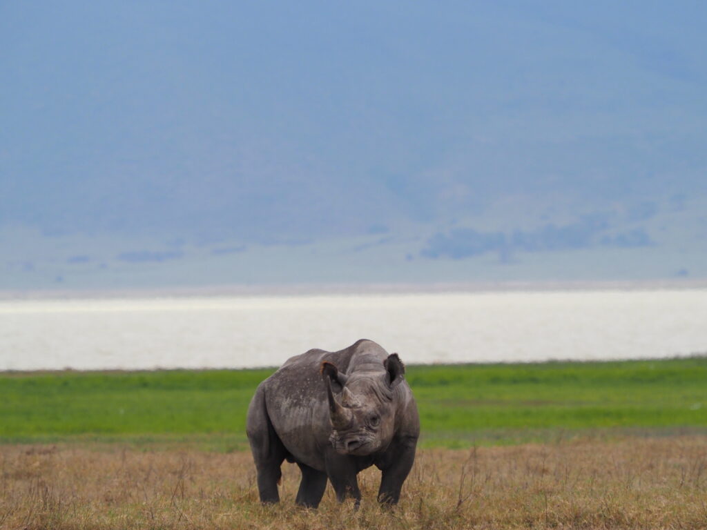 Rhino in Ngorongoro crater day Trip