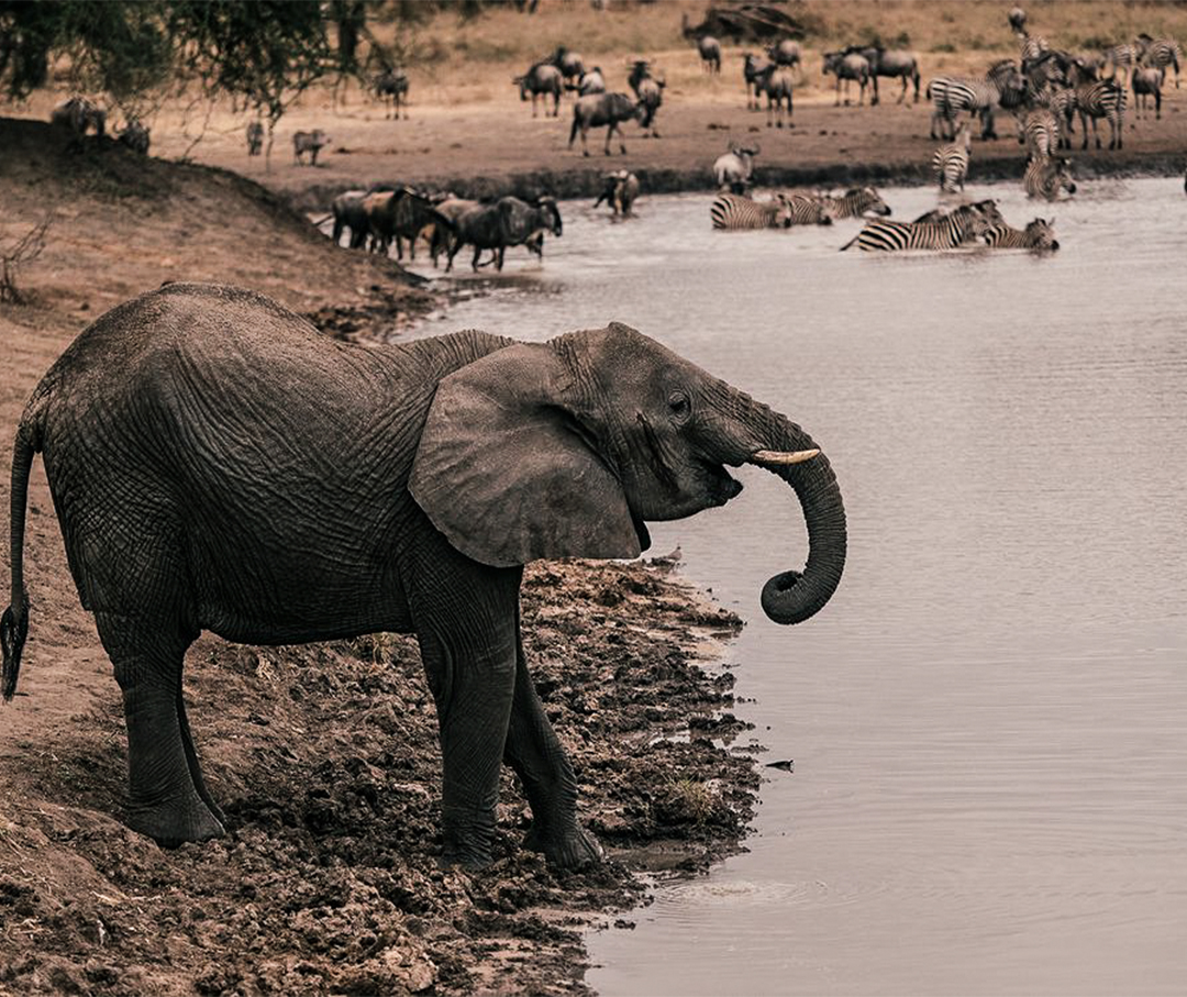 Tarangire National Park Day Trip