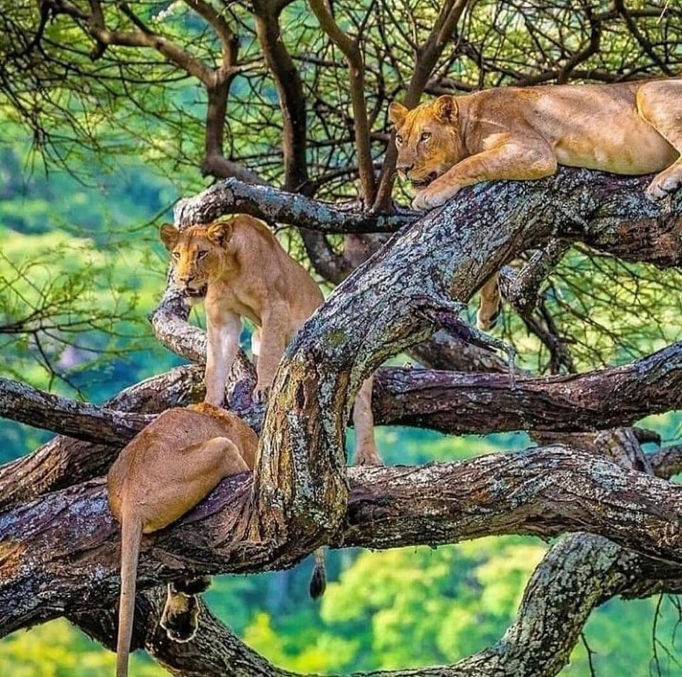 Tree Climbing Lions in Lake manyara National Park