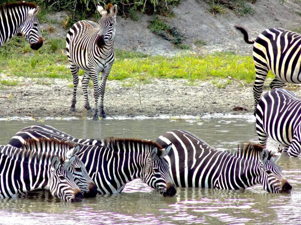 Zebra in Tarangire Nationa Park day Trip