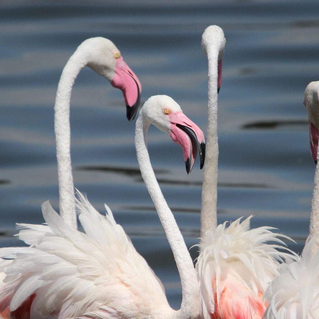 Flamingos in Arusha National Park - Birdwatching Safari