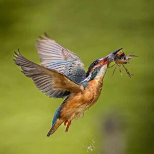 Kingfisher-Birdwatchating-Safari