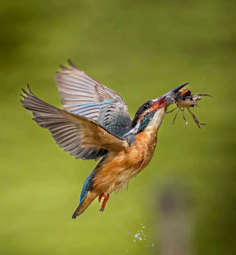 Kingfish - Birdwatching Safari