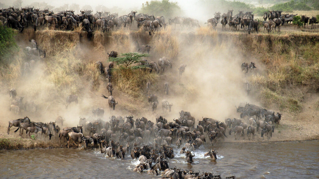 Wildbeest Migration in Serengeti National Park