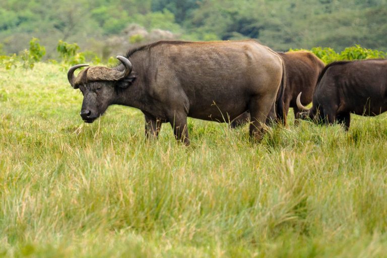 Arusha National Park
