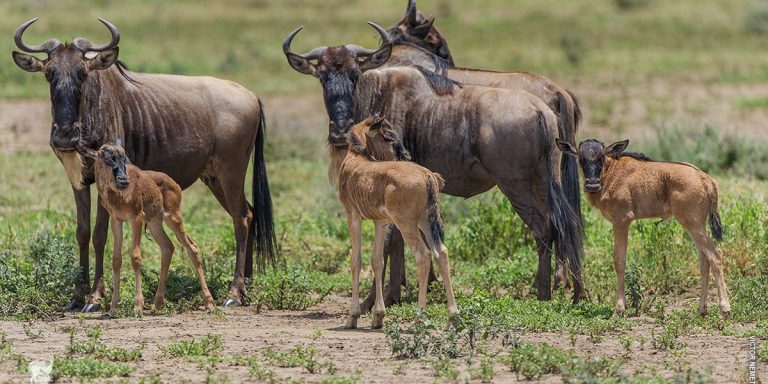 6-Day Ndutu Calving Season Safari – Serengeti Great Migration & Lake Eyasi