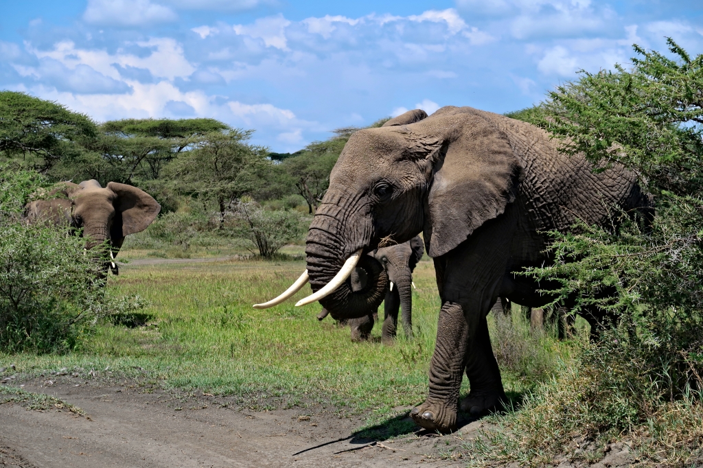 Serengeti Ndutu elephants up close