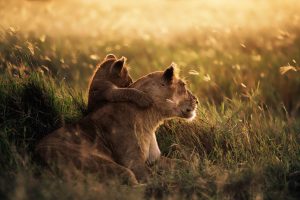 9-Day Authentic Luxury Tanzania Safari – Serengeti & Ngorongoro
