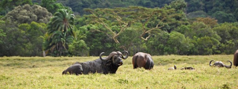 arusha-national-park-day-trip-buffalo
