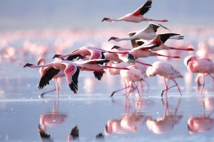 flamingo-300x200