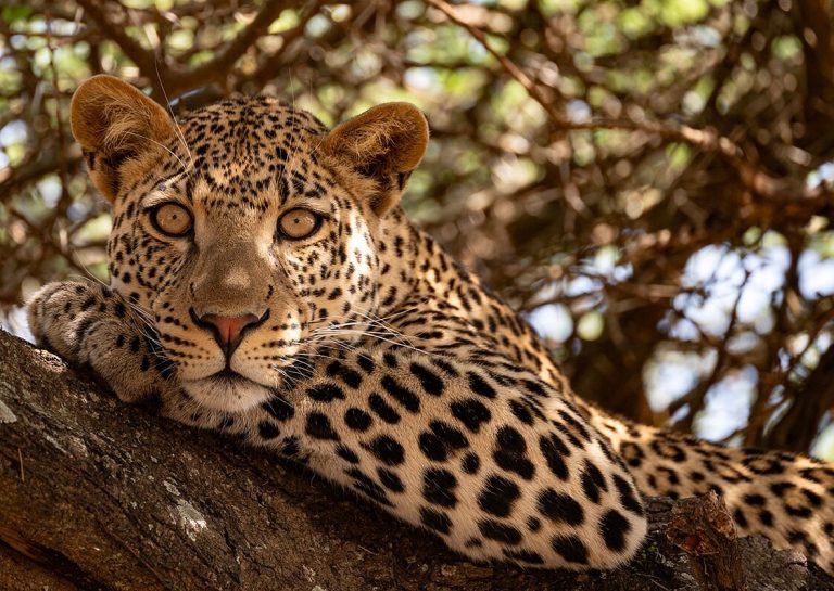 tree-climbing-leopard-serengeti