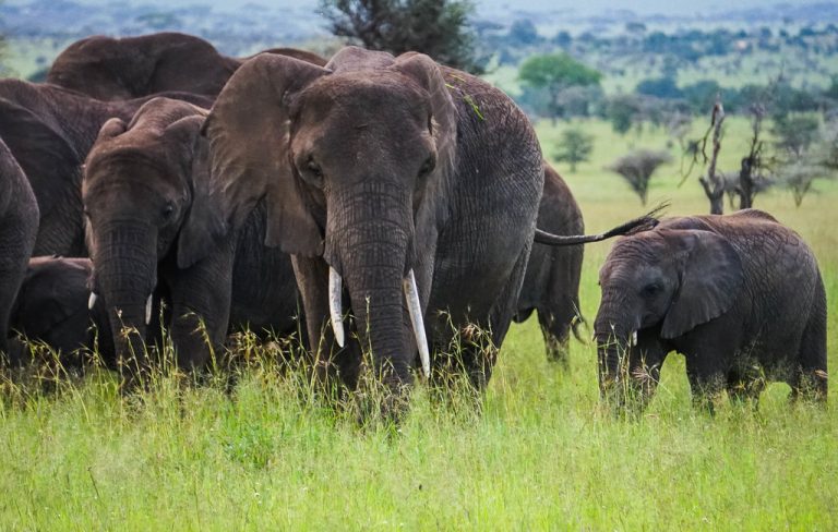 4 Days Bush to Bush Authentic Budget Safari.