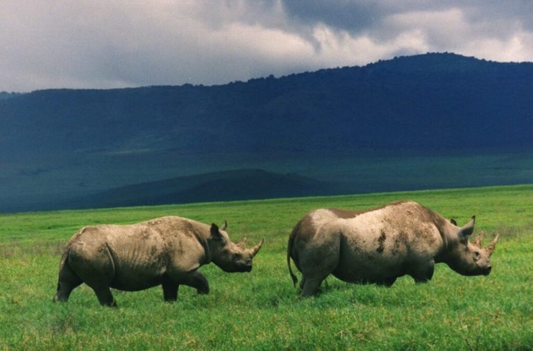 2-Day Tarangire & Ngorongoro Budget Safari