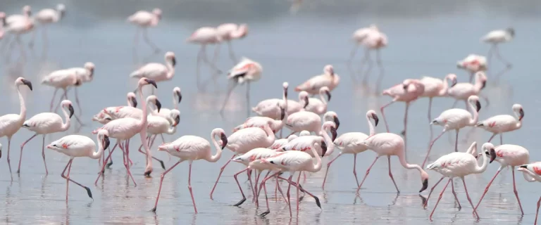 Lake Manyara Day Trip
