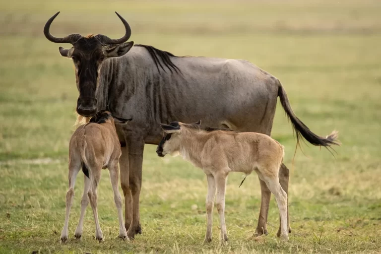 3-Day Ndutu Wildebeest Calving Safari – Serengeti Migration Experience