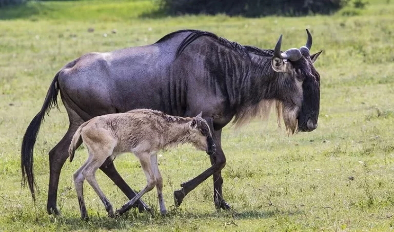 6-Day Luxury Ndutu Calving Season Safari – Serengeti Great Migration