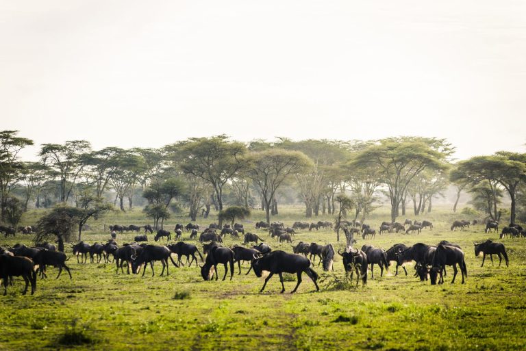 7-Day Great Wildebeest Migration Safari – Mid-Range Tanzania Tour